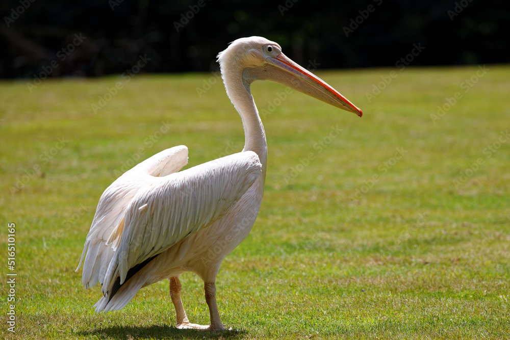 Pelican at Branféré animal park in Morbihan in Brittany Pelican at Branféré animal park in Morbihan in Brittany