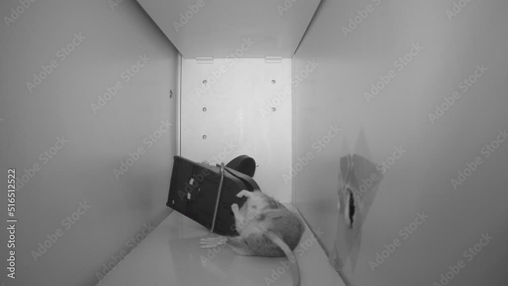 DEVASTATING FOOTAGE of a mouse caught in a trap trying to escape, IR