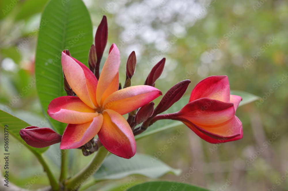 Fototapeta premium Plumeria tropical flower yellow and red, frangipani