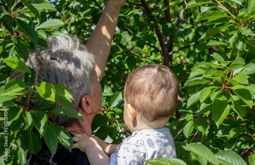 granny with short grey hair picking cherry fruits from tree with nephew in arms.eco organic fruits from garden,healthy food,grandmother and kids leisure time together.family,generations