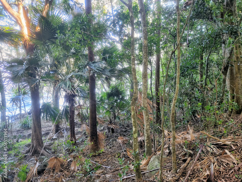 bush walking hiking track at the myall lakes australia. through coastal eucalypt forest with ferns and palms photo