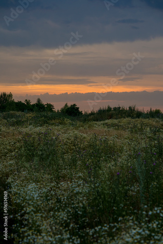 chamomile field at sunset in the city of Lipsk, summer 2022