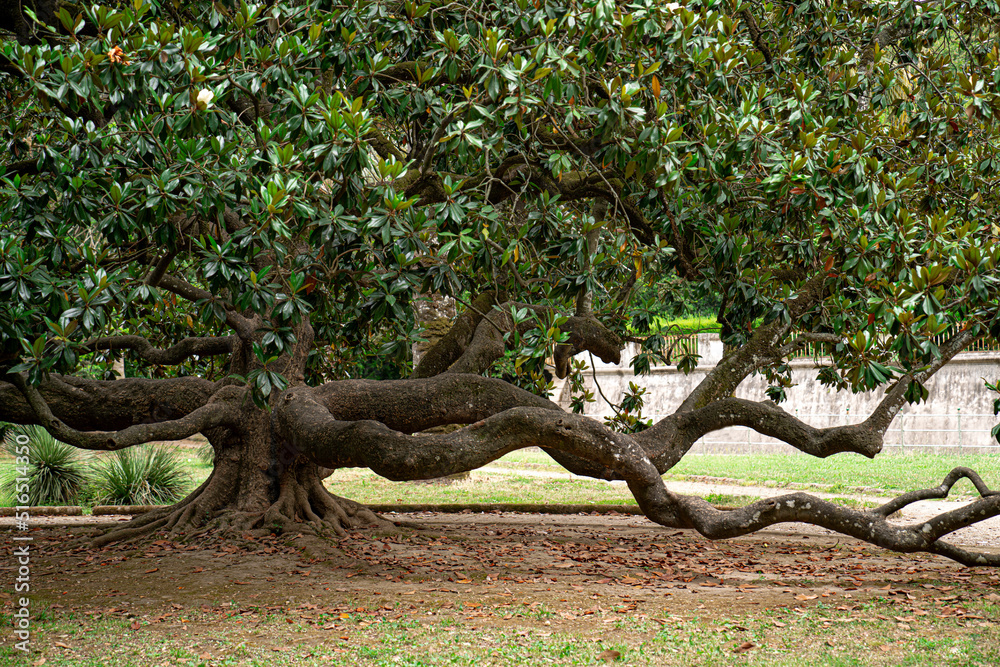 Obraz premium tree