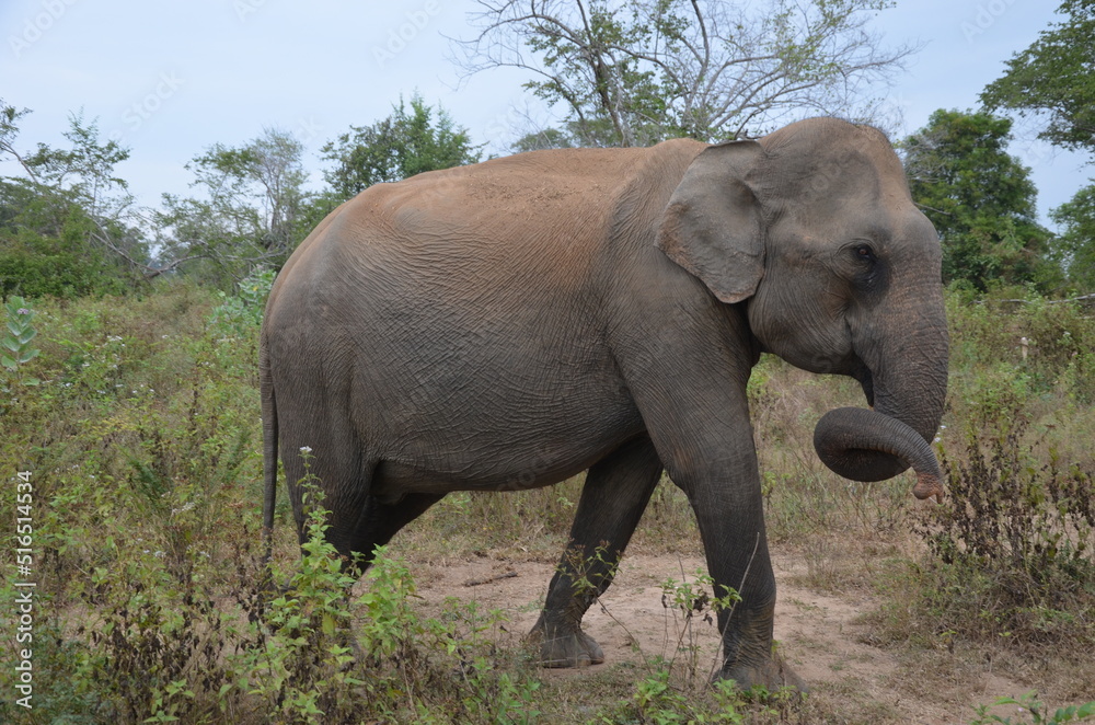 Fototapeta premium Big elephant walking in wild savanna. Sri Lanka national park Udawalawe.