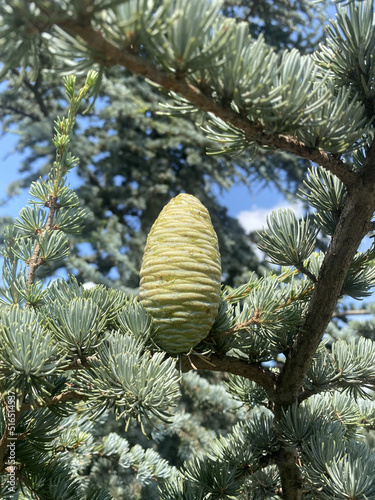 Closeup of a pine cone growing in an evergreen boreal forest with a blurred sky background. Unique coniferous plant with thin needles in dense woodland. Seeds of Grand Fir - ABIES GRANDIS