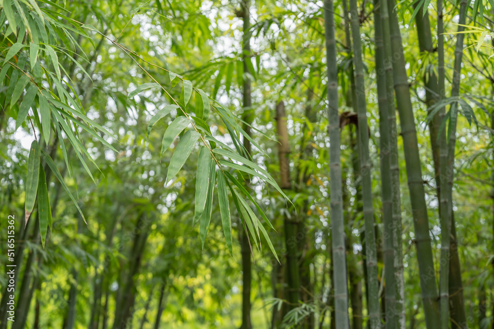 Fototapeta premium Fresh green bamboo leaves, Bamboo forest background, bamboo branch in sunlight, beautiful japanese spring garden landscape.
