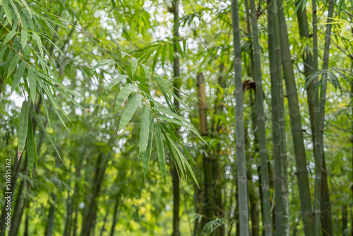 Fresh green bamboo leaves, Bamboo forest background, bamboo branch in sunlight, beautiful japanese spring garden landscape.