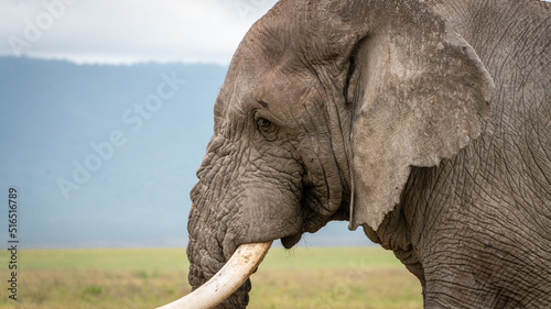Elephant in Serengeti
