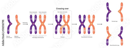 Crossing over between the non-sister chromatids of the homologous chromosome. Parental type and Recombination type. Genetic variation. Vector used for scientific and medical education. photo