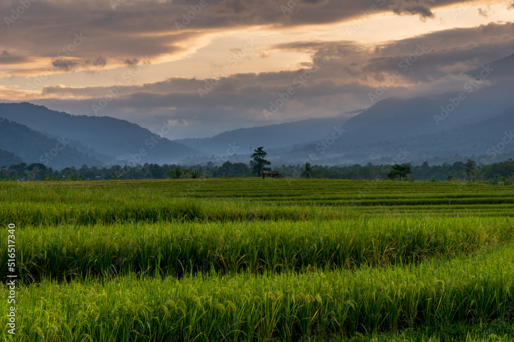Morning view on the road in Indonesia's green and lush rice fields and mountains in the morning