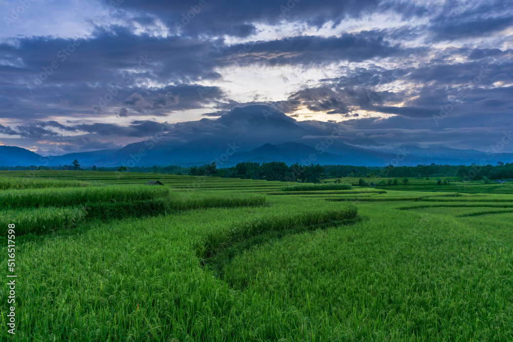 beautiful sunrise at rice fields in kemumu, bengkulu, indonesia