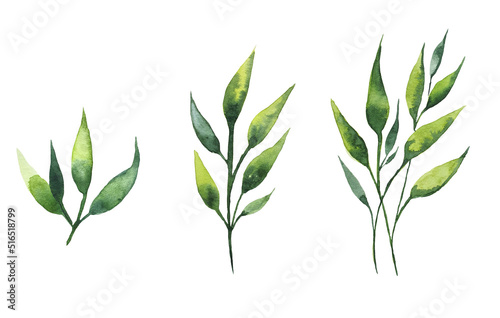 Set of watercolor floral illustrations - collection of green leaves  branches young leaves for wedding stationery  greetings  wallpaper  fashion  background. 