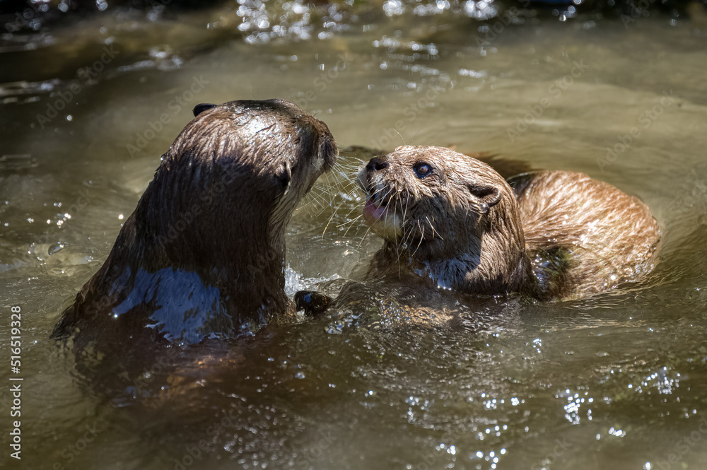 Obraz premium Asian small-clawed otters playing and fighting on the river bank with clear water.
