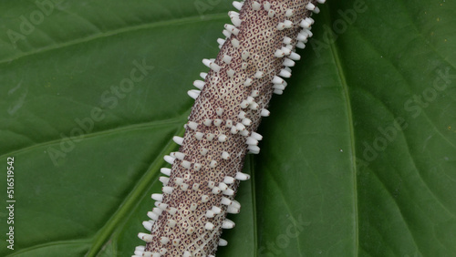 Rare tropical anthurium schlechtendolii tail plant showing flower close up