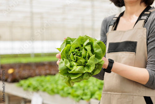 Closeup of caucasian woman hands holding fresh green lettuce grown in hydroponic controlled enviroment for local market delivery. Selective focus on freshly harvested salad grown in modern greenhouse. photo