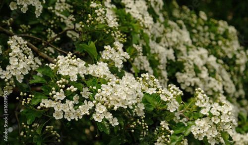 Beautiful Blooming hawthorn bush. Close-up of spring white flowers, abstract soft floral background.