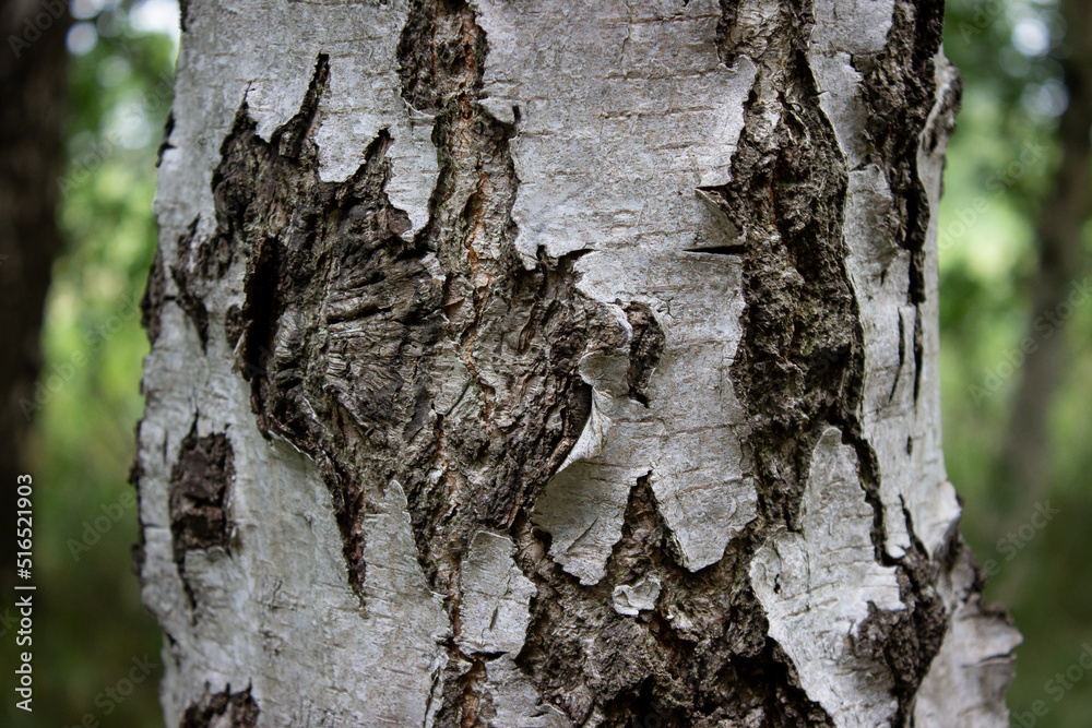 Fototapeta premium Silver Birch close up with nature in the background