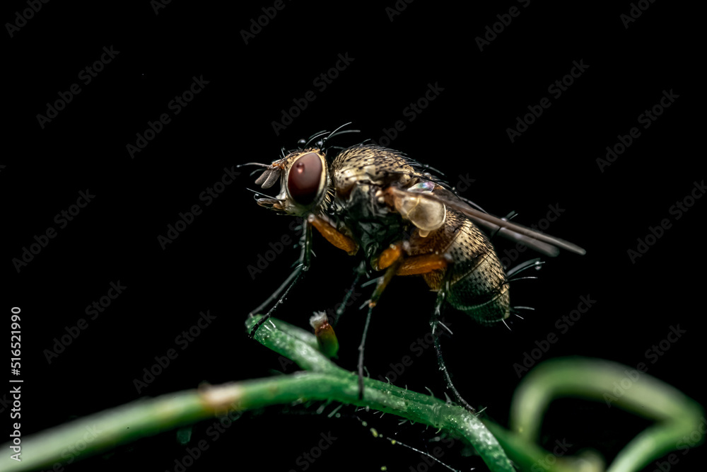 Fototapeta premium ハエ