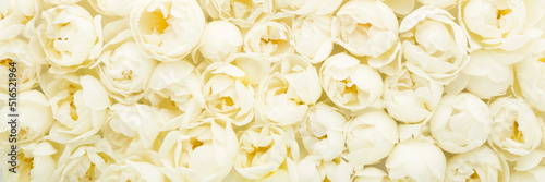 Fresh white roses background. Beautiful flower wide banner. Closeup. Top down view. © fotoduets