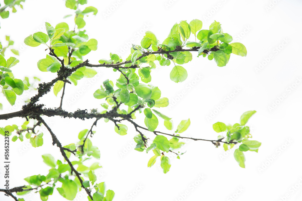 Lush green leaf, purity nature background. Green leaves on elm tree. Nature spring and summer banner. Plants against the blue sky concept. Trees branch isolated on white background. Lush green leaf, purity nature background. Green leaves on elm tree. Nature spring and summer banner. Plants against the blue sky concept. Trees branch isolated on white background.