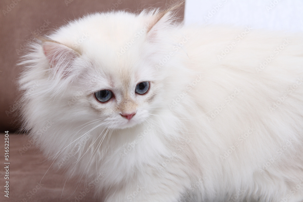 British longhair kitten of silver color on black background. Cute fluffy kitten with blue eyes. Pets at cozy home. Top down view web banner. Funny adorable pets cats. Postcard concept.