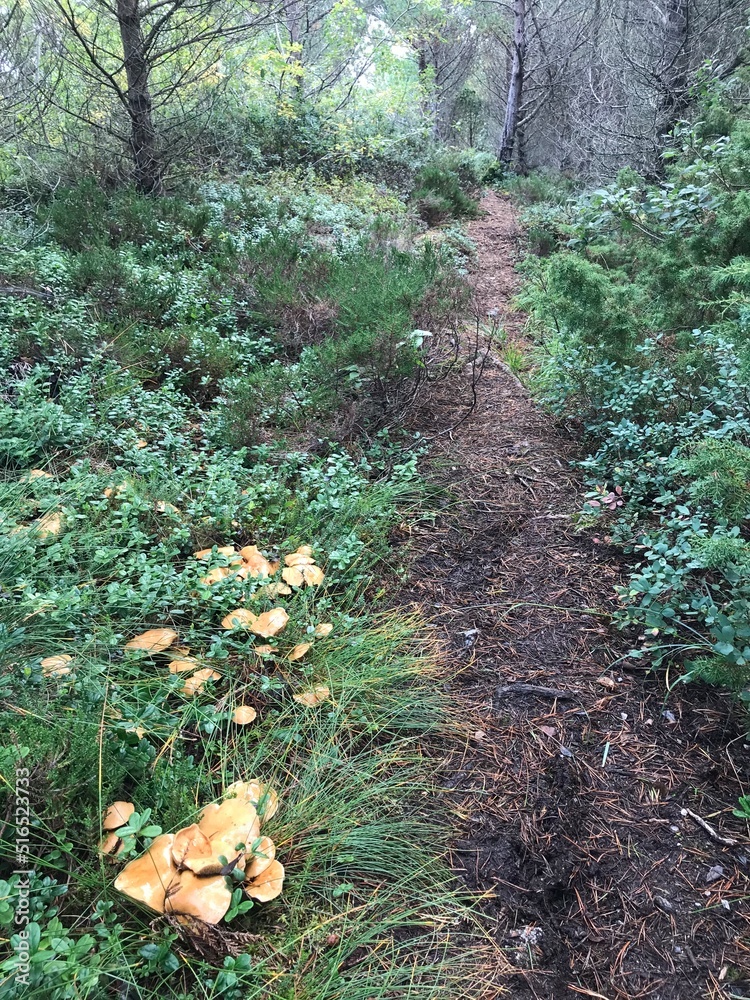 Fototapeta premium footpath in the woods