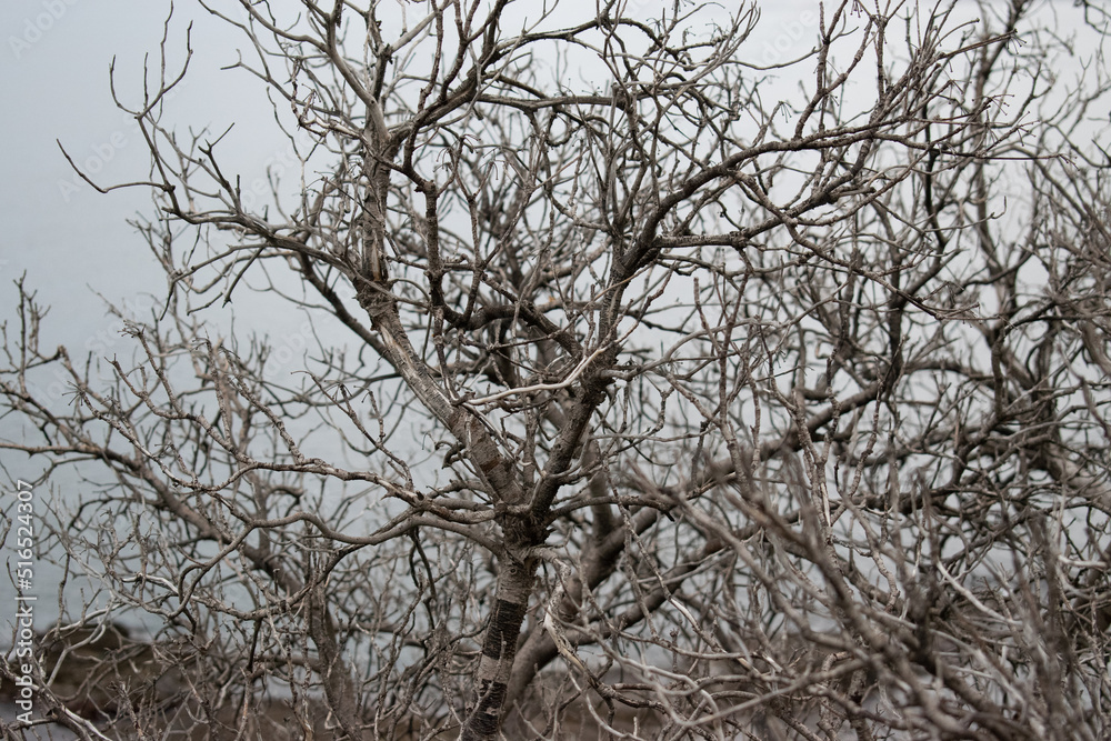 Ramas de un árbol sin hojas en un acantilado