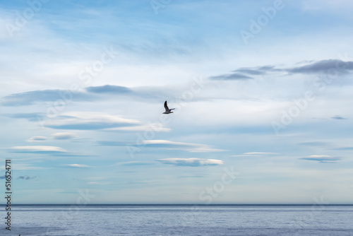 Gaviota sobrevolando el mar