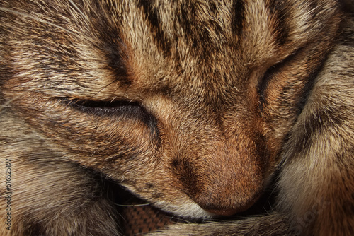 Retrato de un gato europeo durmiendo