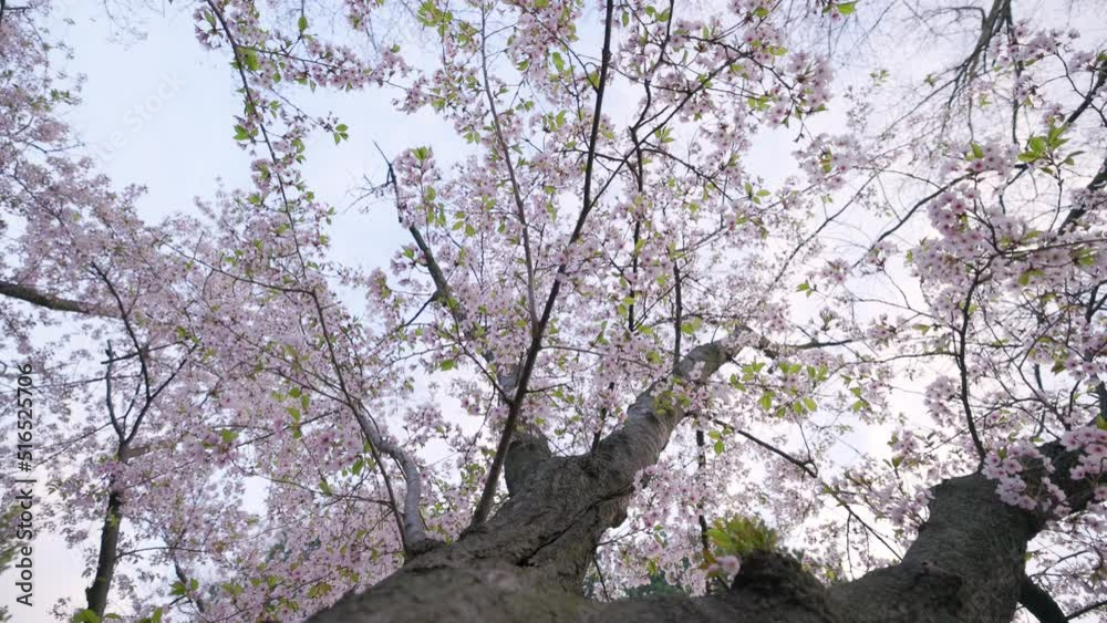 Looking up at ancient cherry Japanese Sakura tree towering above as leaves change color Looking up at ancient cherry Japanese Sakura tree towering above as leaves change color