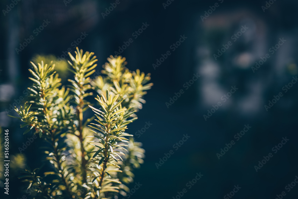 Pine branches of coniferous needles background close-up. Pine branches of coniferous needles background close-up.