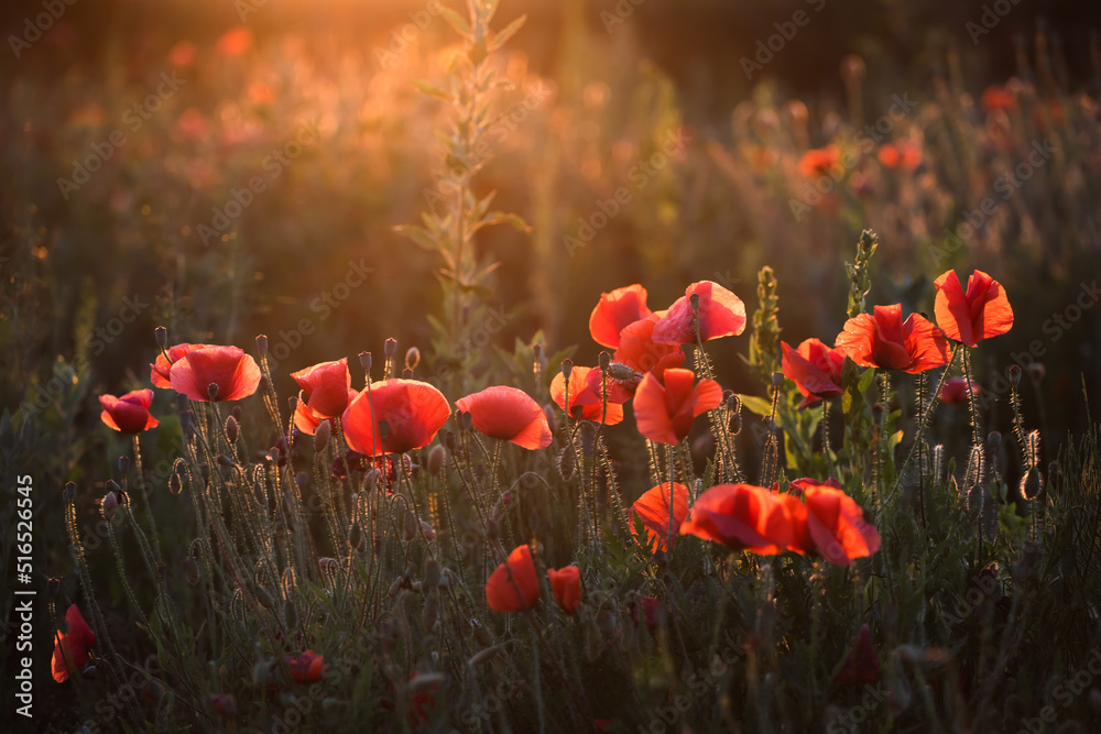 Summer sunset over beautiful poppy meadow. - obrazy, fototapety, plakaty 
