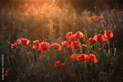 Summer sunset over beautiful poppy meadow. © erika8213