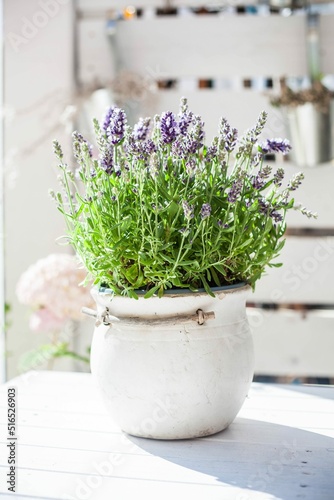 balcony decoration: flowering lavander in a rustic ceramic pot on a white, wooden table