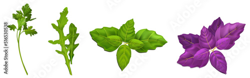 Foto Greenery parsley or coriander, green or purple basil and watercress isolated garden spice branches with leaves