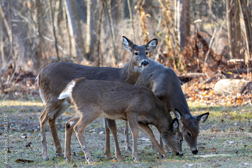 The white-tailed deer (Odocoileus virginianus), also known as the whitetail or Virginia deer
