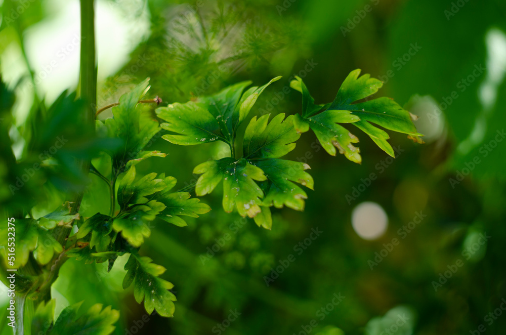 Background of parsley. Fresh organic parsley growing in the garden outdoors. Green background Background of parsley. Fresh organic parsley growing in the garden outdoors. Green background