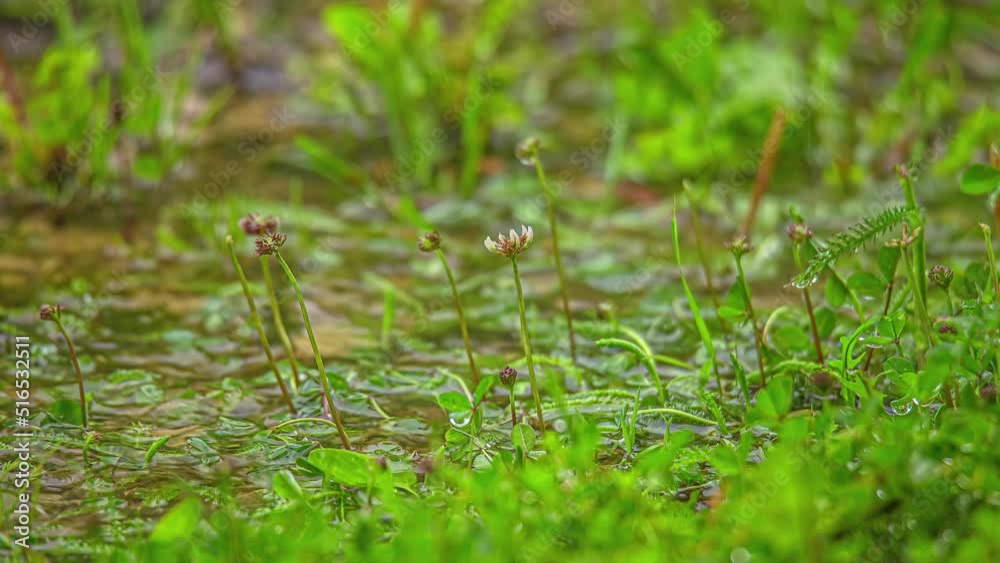 Raindrops splash in a puddle in the grass - isolated close up time lapse Raindrops splash in a puddle in the grass - isolated close up time lapse