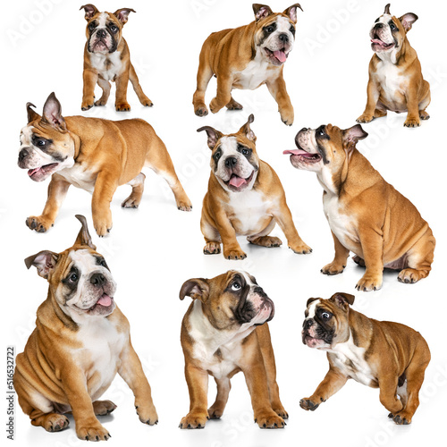 Set with images of cute purebred dog  english bulldog isolated over white background. Concept of beauty  breed  pets  animal life.
