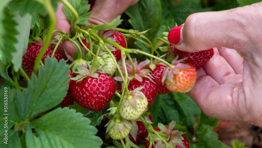 Juicy, fresh red ripe strawberries. A woman picks berries in summer in July Juicy, fresh red ripe strawberries. A woman picks berries in summer in July