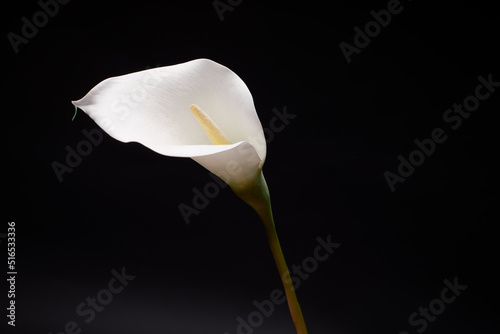 One orchid isolated on black background.