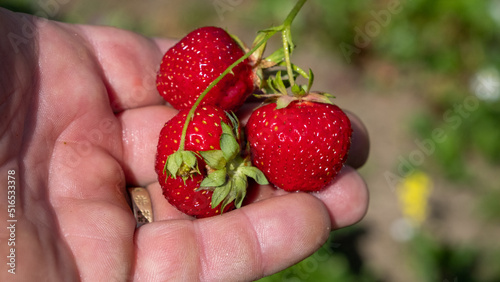 Juicy, fresh red ripe strawberries. A man picks berries in summer in July