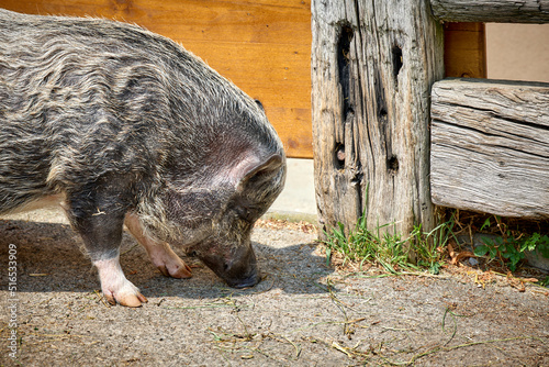 Biologische Tierhaltung - ein Schwein im Gehege