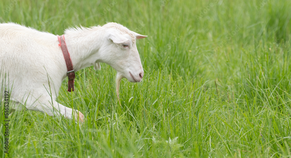 Obraz premium 可愛いヤギ