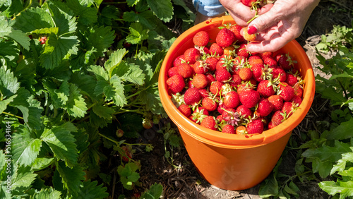 Juicy, fresh red ripe strawberries picked in an orange bucket. A woman picks berries in summer in July.
