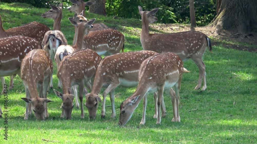 Fallow deer family in a green meadow in summer (Dama dama) Fallow deer family in a green meadow in summer (Dama dama)