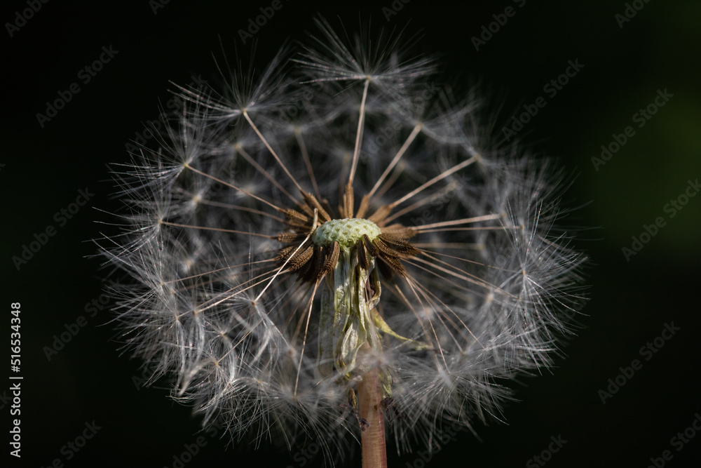 Fototapeta premium たんぽぽ