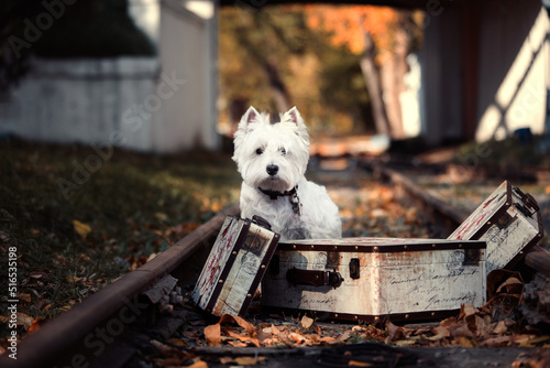 railroad dog