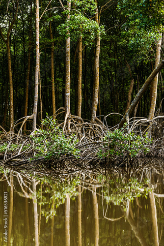 rainforest caroni swamps in trinidad and tobago photo