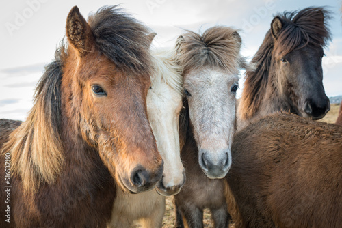 Portrait of beautiful Icelandic horses © Alexander